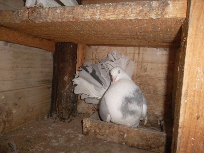 SAM_2402 - Porumbei Voltati prahova