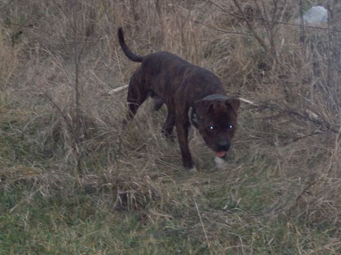 DSCN0143 - AMSTAFF TONY ofer pt monta