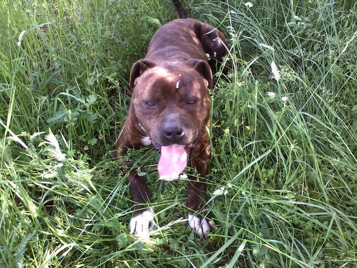 P18-05-13_14.12 - AMSTAFF TONY ofer pt monta