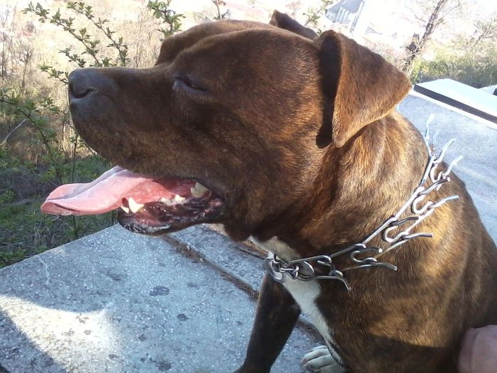 P19-04-13_16.46[2] - AMSTAFF TONY ofer pt monta