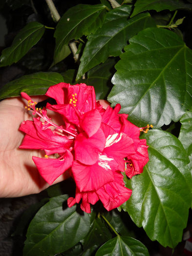 Rosu batut - HIBISCUS- 2013