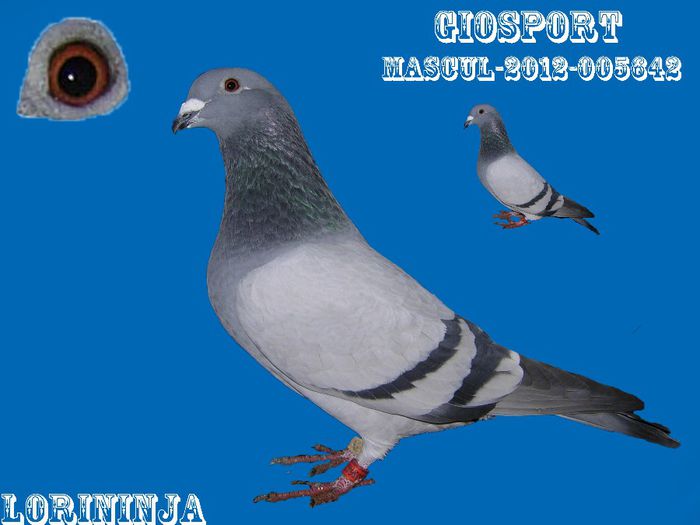ALBASTRU-GIOSPORT - CONTACT