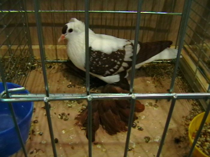 IMGA0625 - EXPOZITIA EUROPEANA LEIPZIG