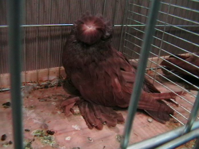 IMGA0629 - EXPOZITIA EUROPEANA LEIPZIG