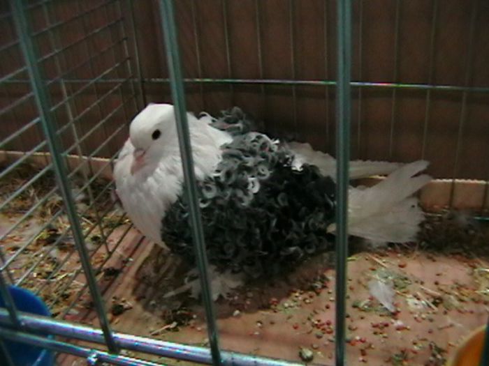 IMGA0632 - EXPOZITIA EUROPEANA LEIPZIG