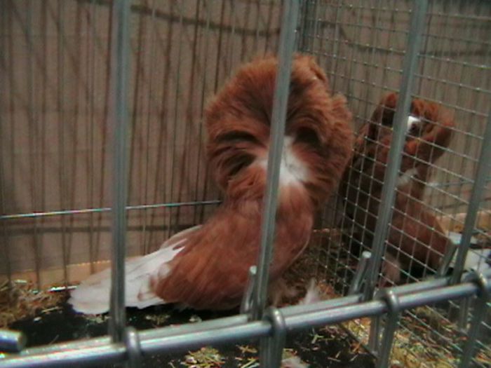 IMGA0636 - EXPOZITIA EUROPEANA LEIPZIG