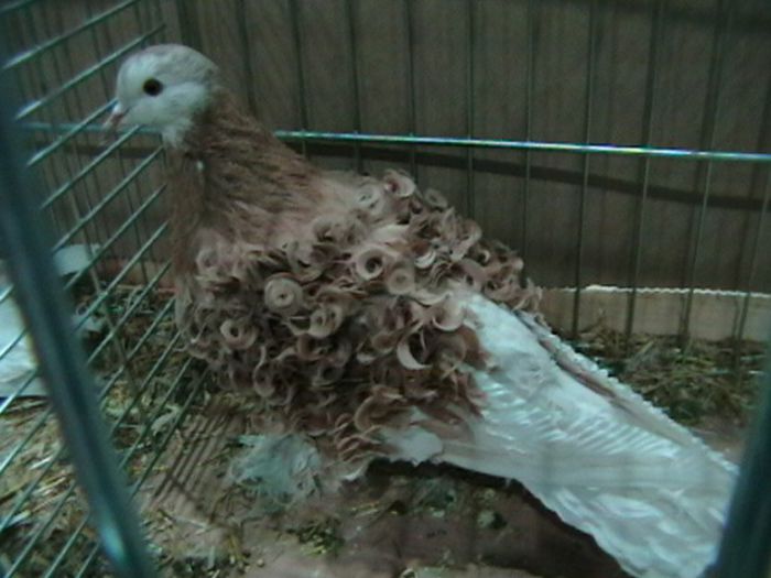 IMGA0641 - EXPOZITIA EUROPEANA LEIPZIG