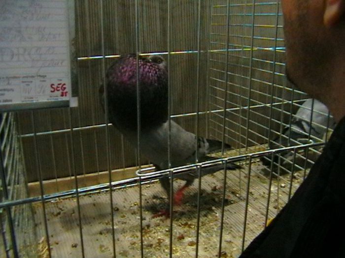 IMGA0677 - EXPOZITIA EUROPEANA LEIPZIG