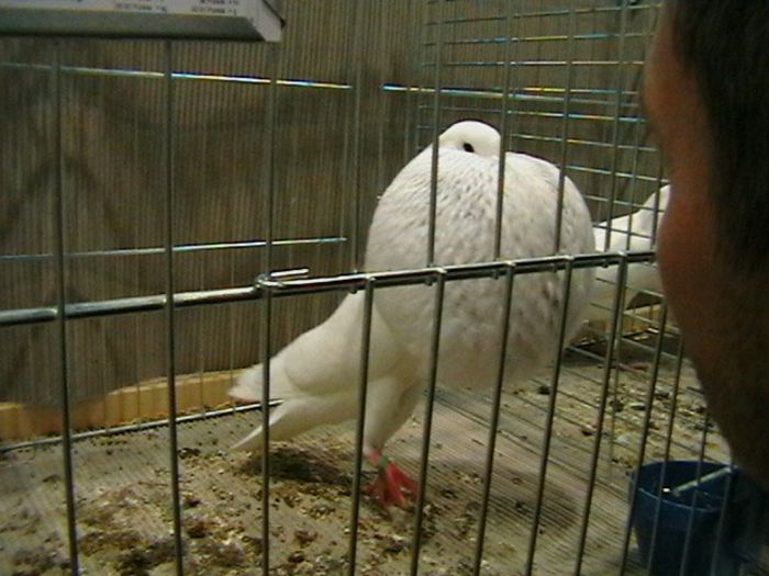 IMGA0680 - EXPOZITIA EUROPEANA LEIPZIG