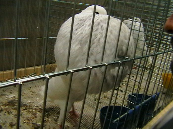 IMGA0681 - EXPOZITIA EUROPEANA LEIPZIG