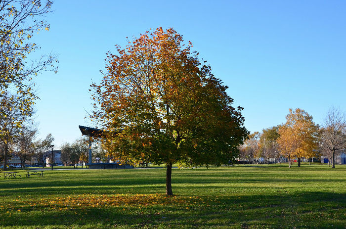 DSC_2640 - TOAMNA IN MONTREAL