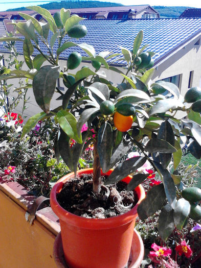 fortunella margarita - kumquat