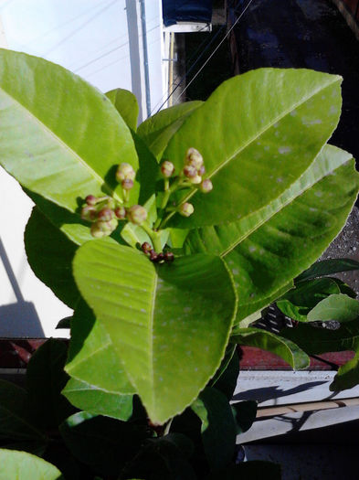 citrus lemon; boboci floare
