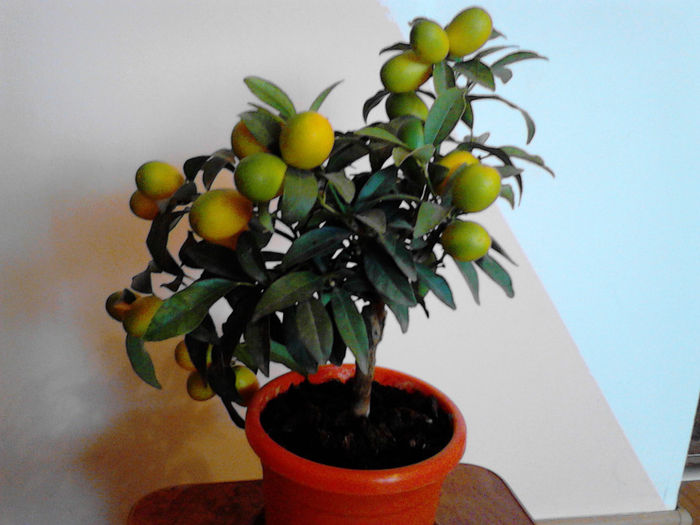 fortunella - kumquat