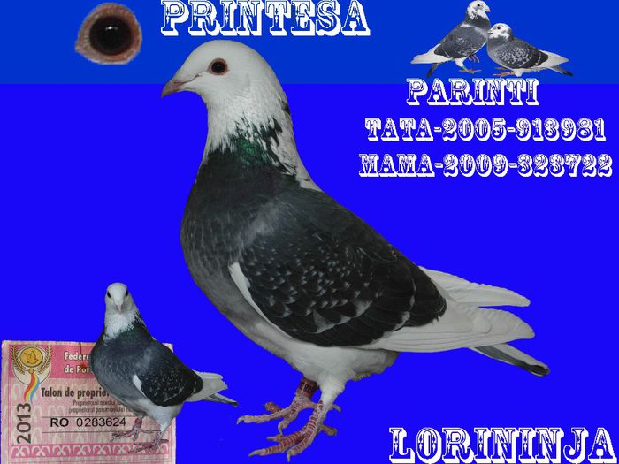 PRINTESA