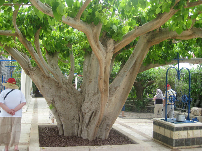 pelerinaj israel 2011 158; Un copac istoric
