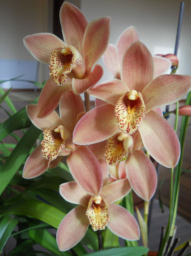 DSCN0136_001 - cymbidium 2013-2014