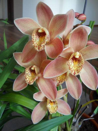 DSCN0137_002 - cymbidium 2013-2014