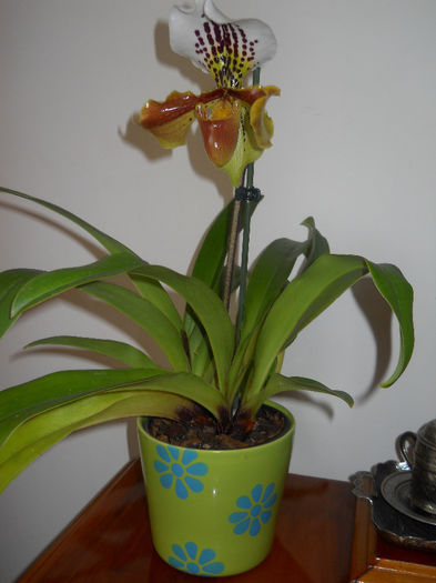 DSCN0141_006 - paphiopedilum