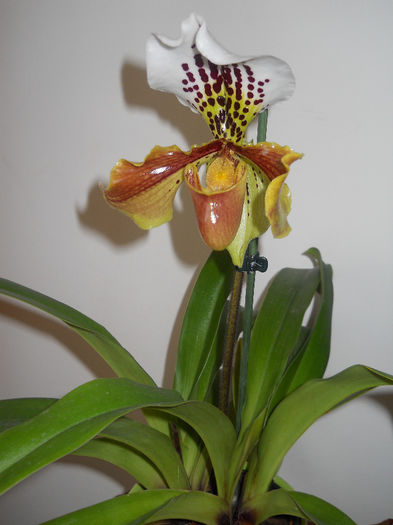 DSCN0142_007 - paphiopedilum