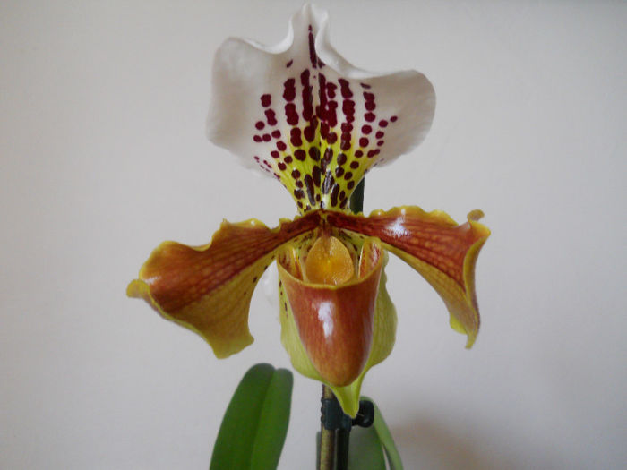 DSCN0143_008 - paphiopedilum