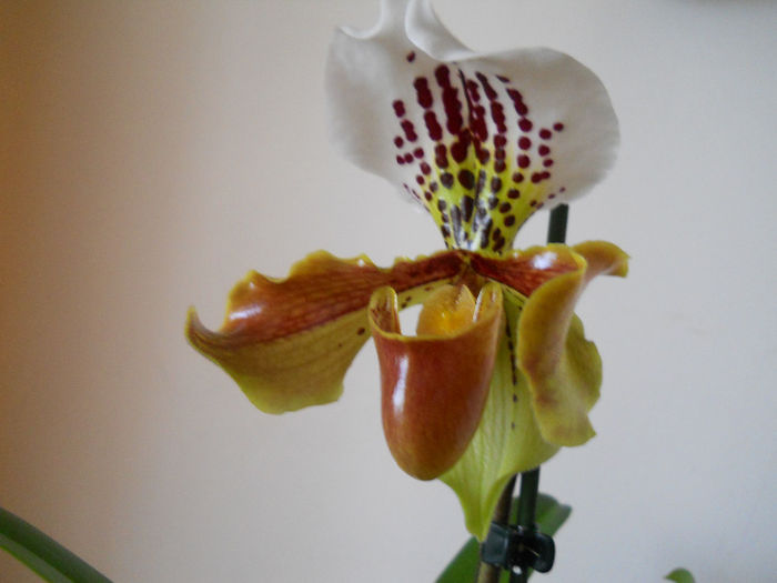 DSCN0144_009 - paphiopedilum