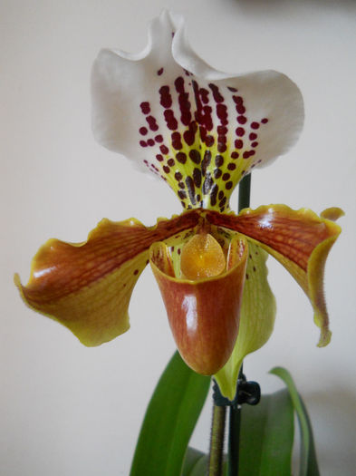 DSCN0145_010 - paphiopedilum