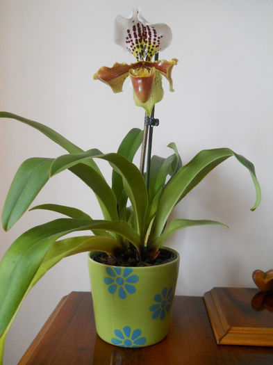 DSCN0146_011 - paphiopedilum