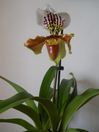 DSCN0147_012 - paphiopedilum