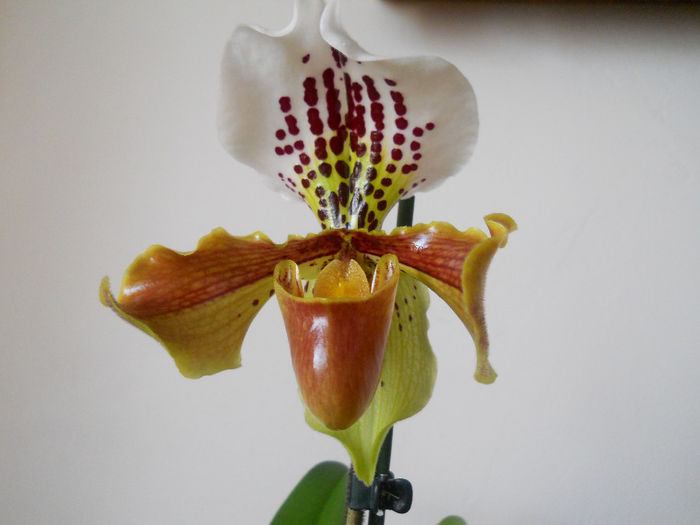 DSCN0148_013 - paphiopedilum