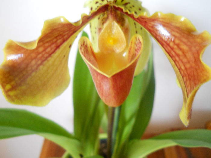 DSCN0149_014 - paphiopedilum