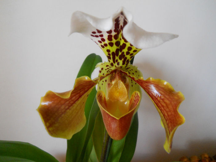 DSCN0150_015 - paphiopedilum