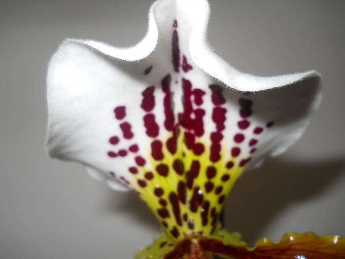 DSCN0151_016 - paphiopedilum