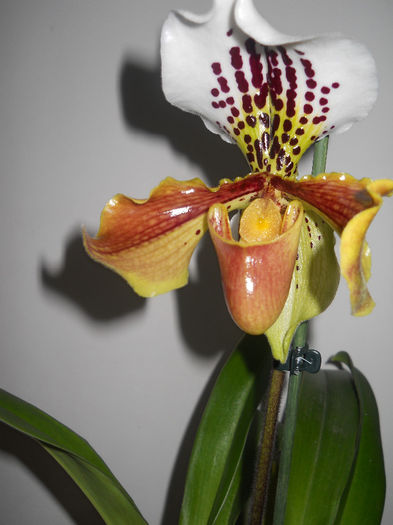 DSCN0154_019 - paphiopedilum