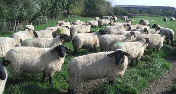 oi suffolk in germania