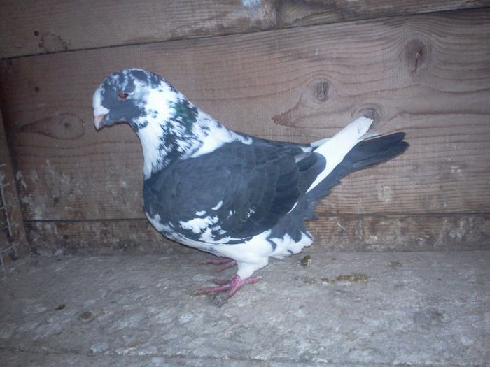 Fotografie0050 femela 2013