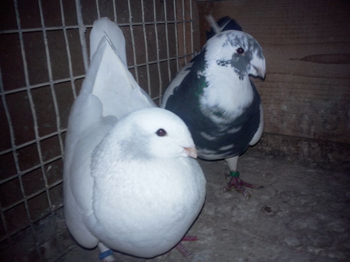 Fotografie0032 pereche 2014