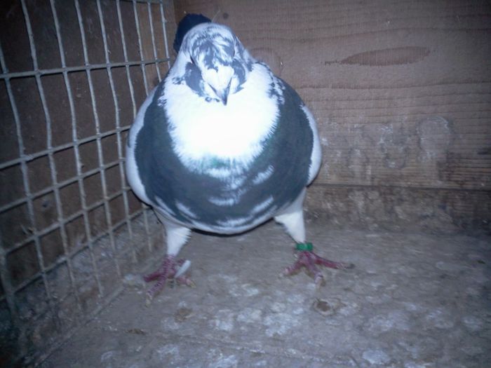 Fotografie0034 mascul 2013