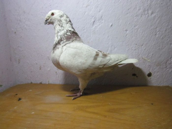 mascul 2012 - PORUMBEI VINDUTI