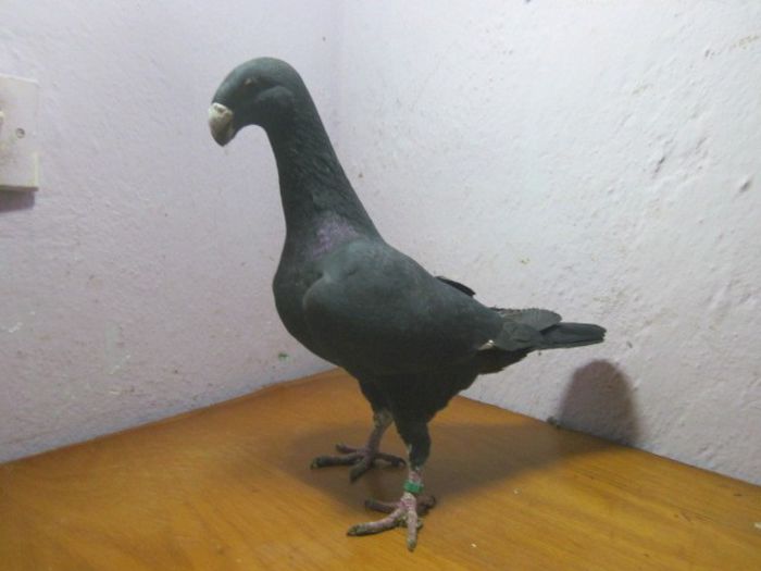 mascul vandut - PORUMBEI VINDUTI