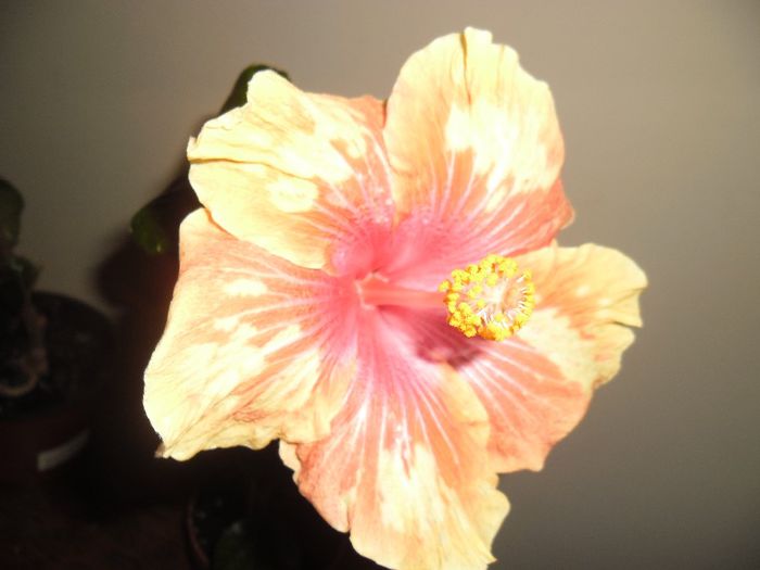 Cajun Cocktail - Hibiscus 2013-3