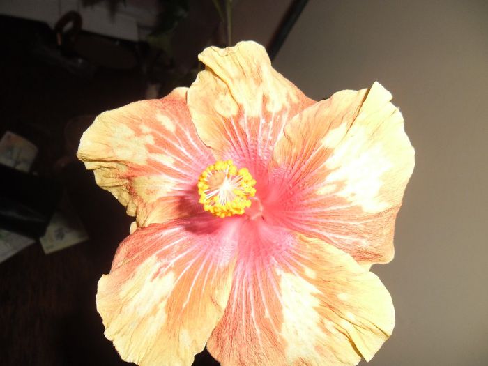 Cajun Cocktail - Hibiscus 2013-3