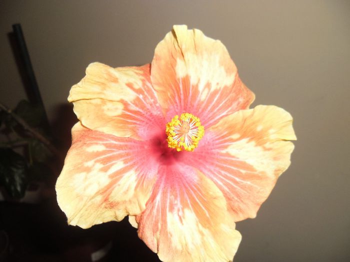 Cajun Cocktail - Hibiscus 2013-3