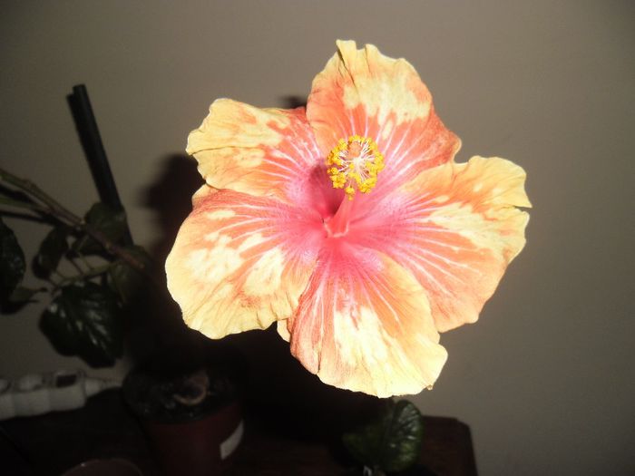 Cajun Cocktail - Hibiscus 2013-3