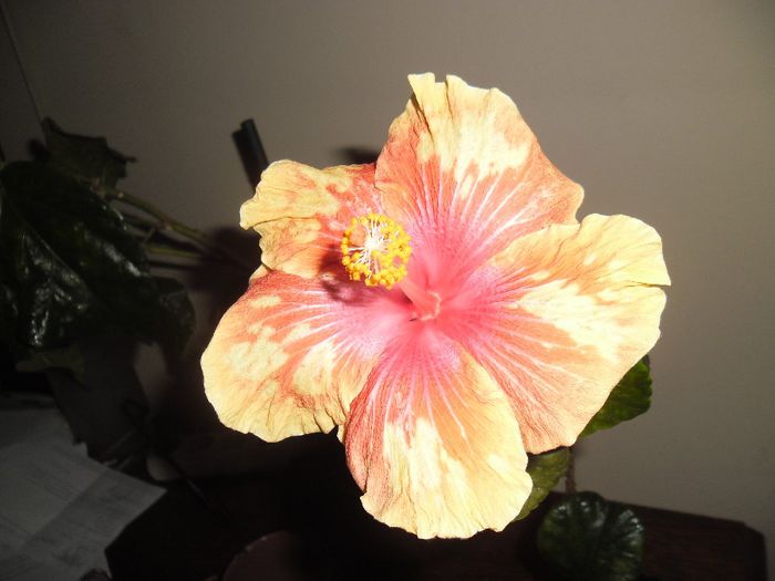 Cajun Cocktail - Hibiscus 2013-3