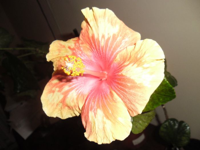 Cajun Cocktail - Hibiscus 2013-3