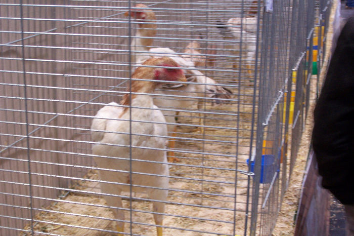 Picture 031 - expozitie Leipzig 2013