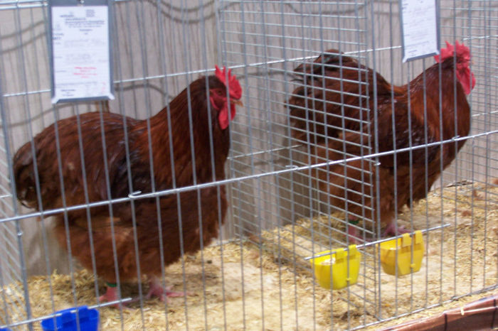 Picture 034 - expozitie Leipzig 2013