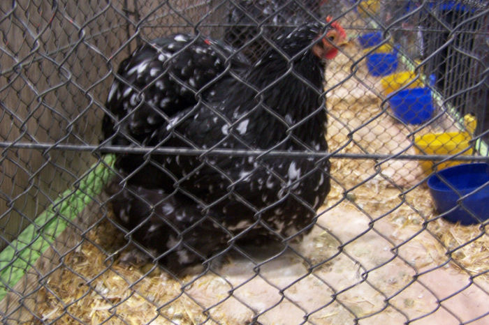 Picture 084 - expozitie Leipzig 2013