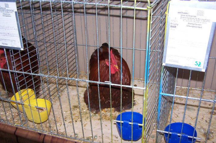 Picture 107 - expozitie Leipzig 2013